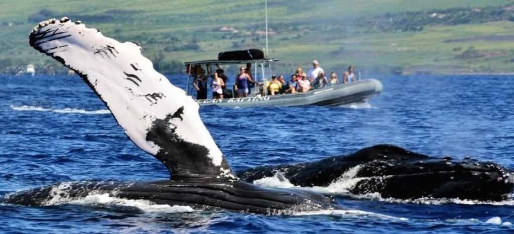 Our Maui whale watching trips are the gateway to some of the world’s best whale watching at an excellent price.