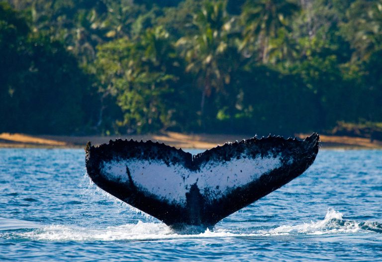 If you will be on Maui between December and May, remember to book your Maui whale watching trip.