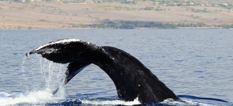 Maui whale watching can be a pretty action packed experience.