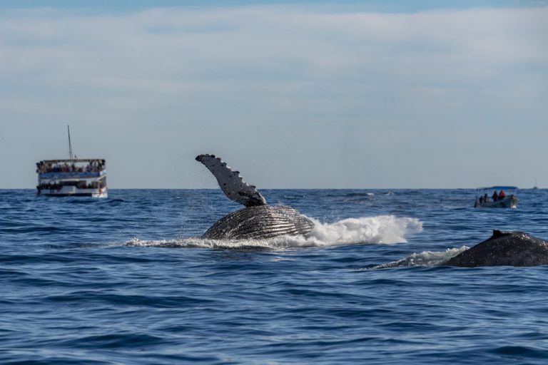 Our Maui whale watching tours specialize in small groups stepping off the beaten path.