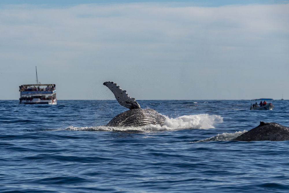 Our Maui whale watching tours specialize in small groups stepping off the beaten path.