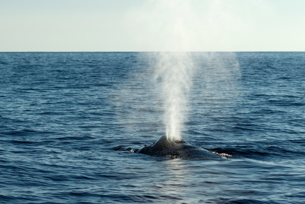 Why go out on a whale watching tour when you can just see the whales from shore?