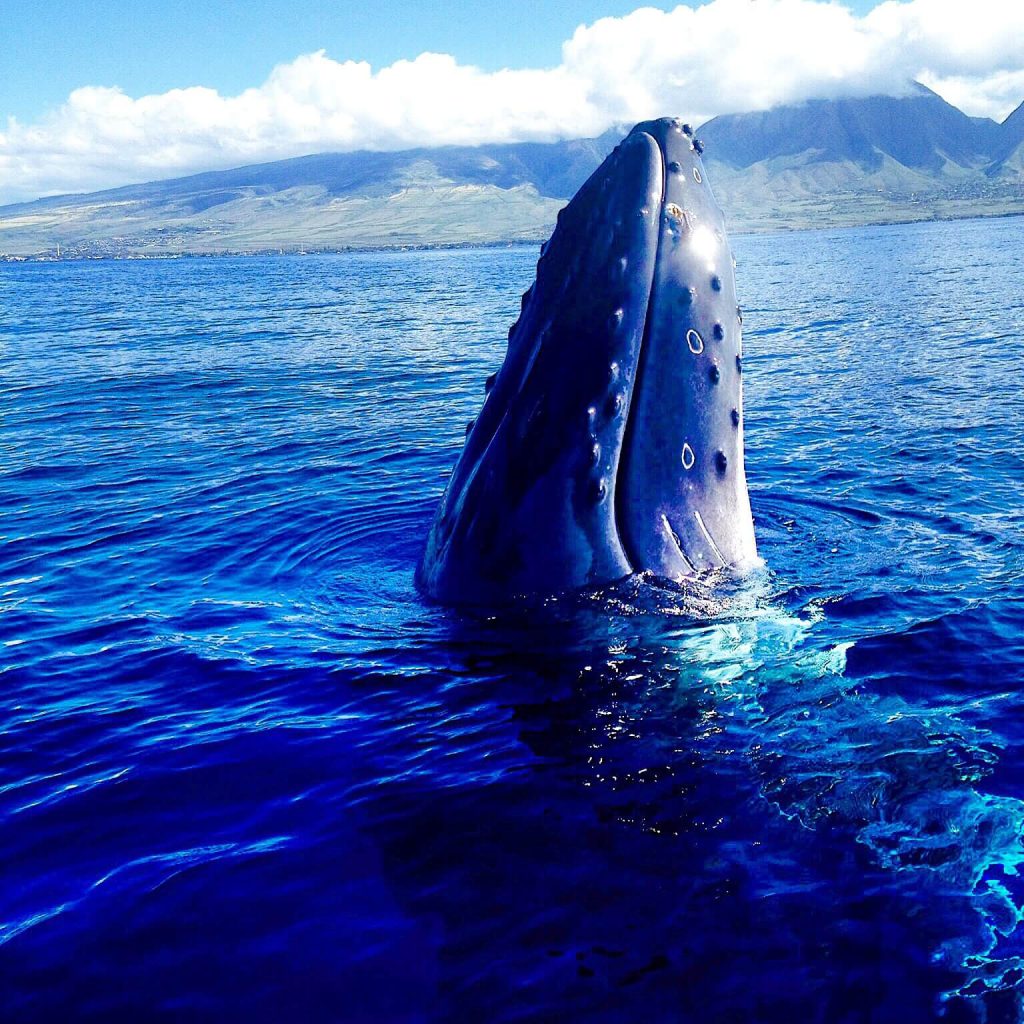 Where are the whales? Does it seem like the Maui whale watching season is off to a slow start?