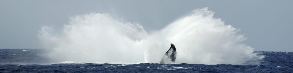 Snorkeling and whale watching are a must. Maui’s landscape is breathtaking and there is an absolute wonderland just below the ocean surface.
