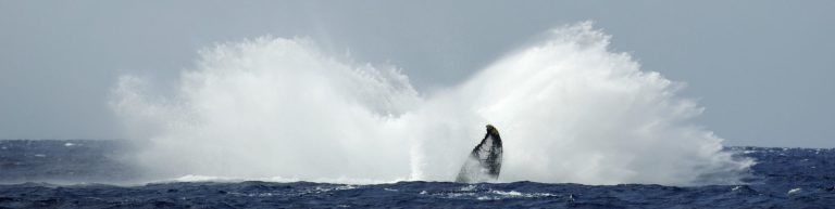 Snorkeling and whale watching are a must. Maui’s landscape is breathtaking and there is an absolute wonderland just below the ocean surface.
