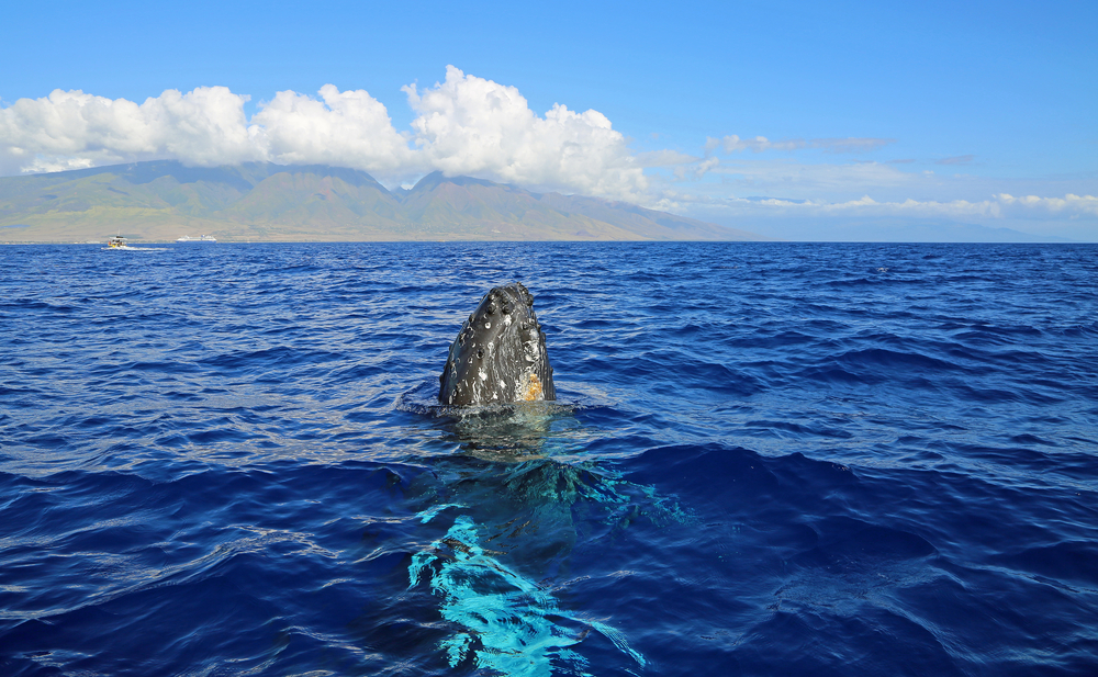Our Whale watching tours allow you to see Maui from a unique offshore perspective.