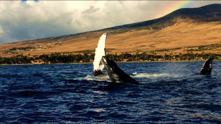 Did you know that a humpback whale can weigh 90,000 lbs and be more than 45 ft long?