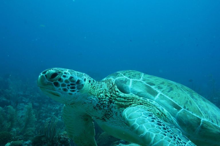 This is what you can expect on one of our Lanai snorkeling tours.