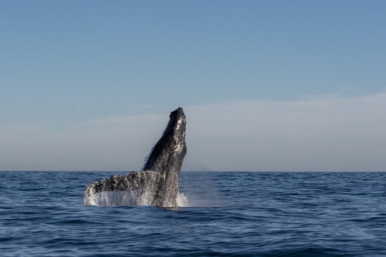 The humpbacks of Maui visit between December and May.