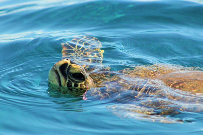 Our Lanai snorkeling tours can sell out pretty fast!