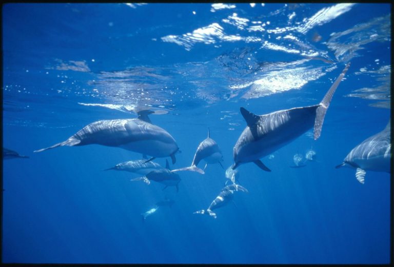 Are you looking for snorkeling with excellent reviews?