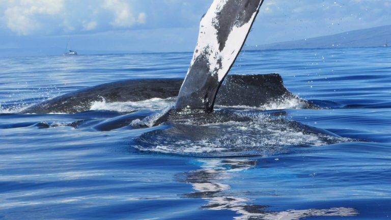 Why go out on a whale watching tour when you can see whales from the shore?