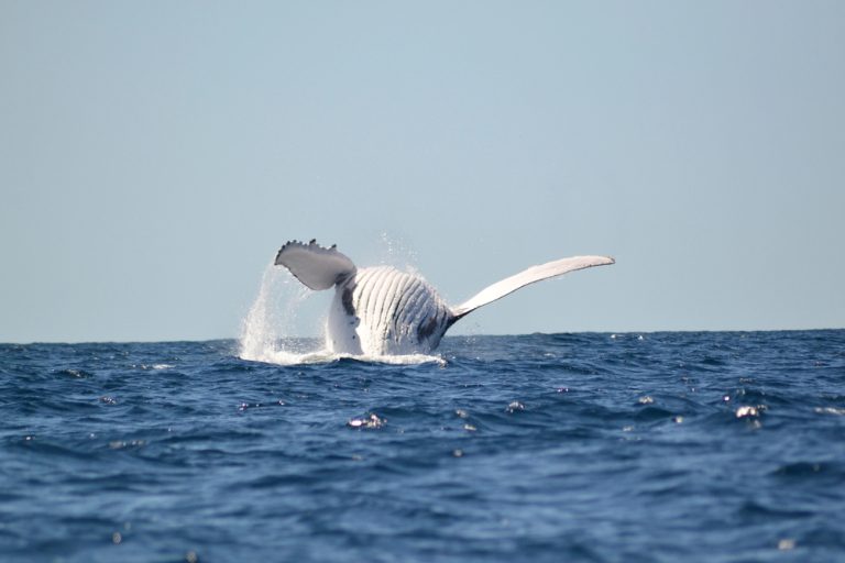 Maui Whale Watching Season Is just Around The Corner