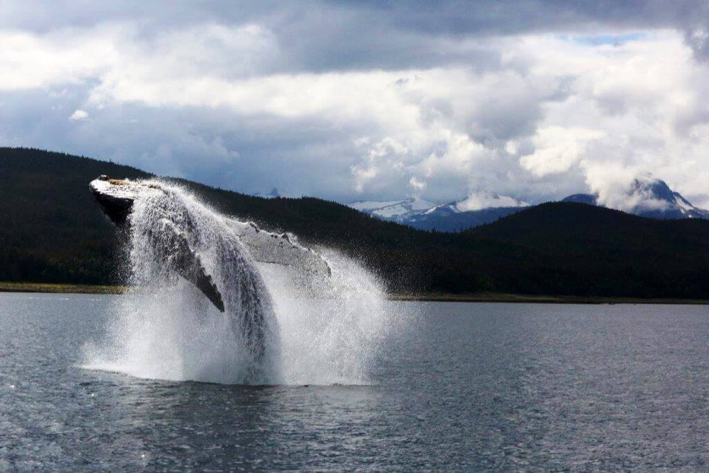 Maui Whale watching Season! Why book early?