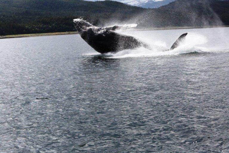 Should you whale watch?