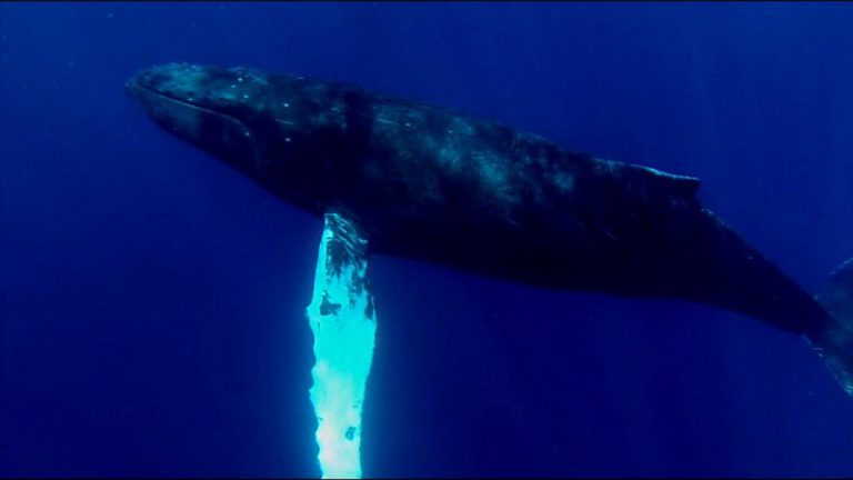 Small group whale watching off the beaten path; it doesn’t get better than that!