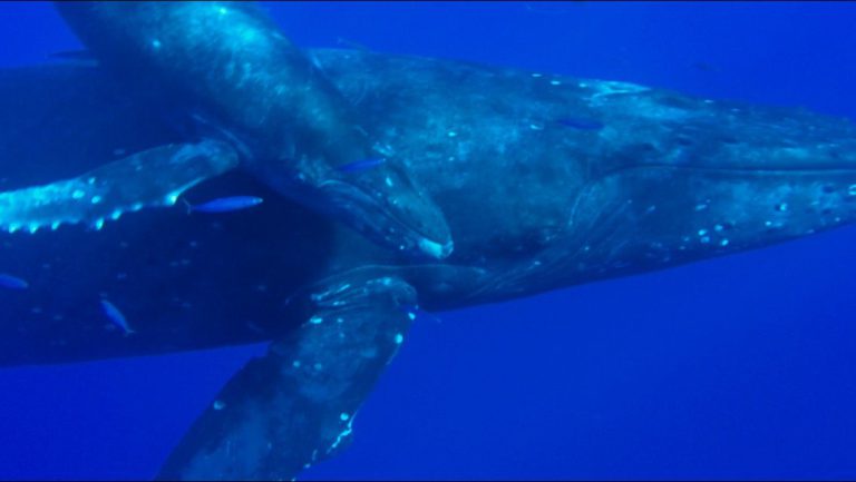 Would you dip your head in to get eye to eye with a whale?