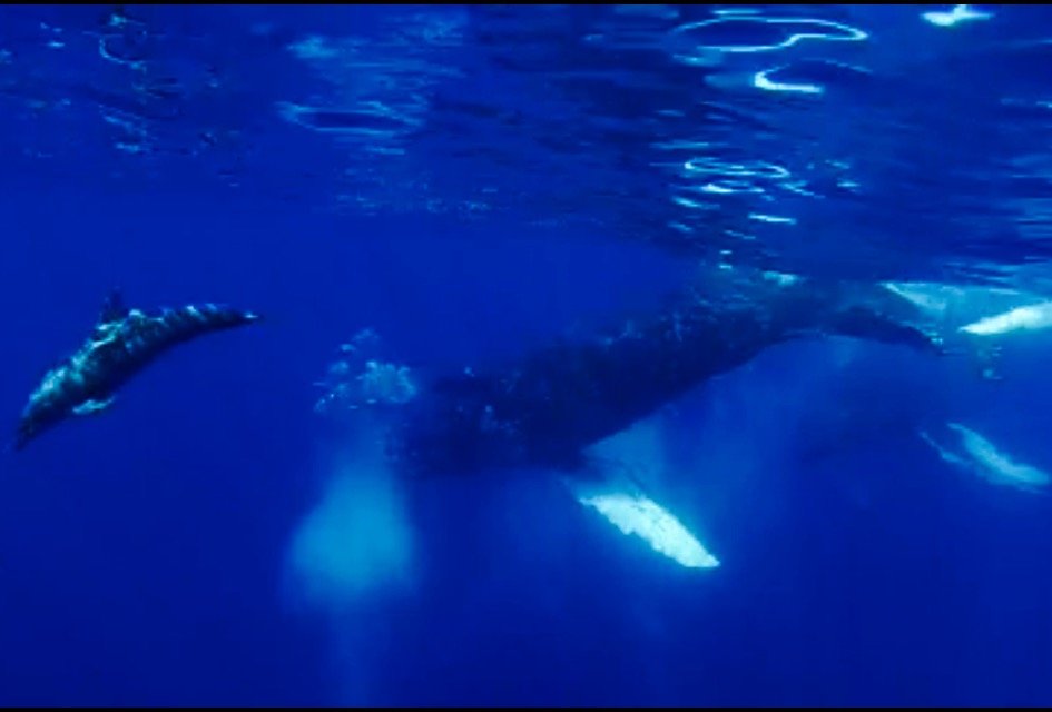 Whale Watching in a Week!!!
