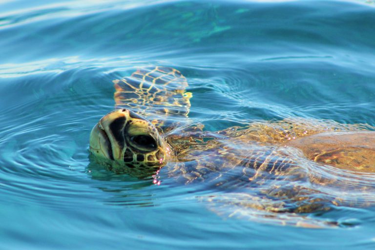 Anybody Out There Love Turtles?