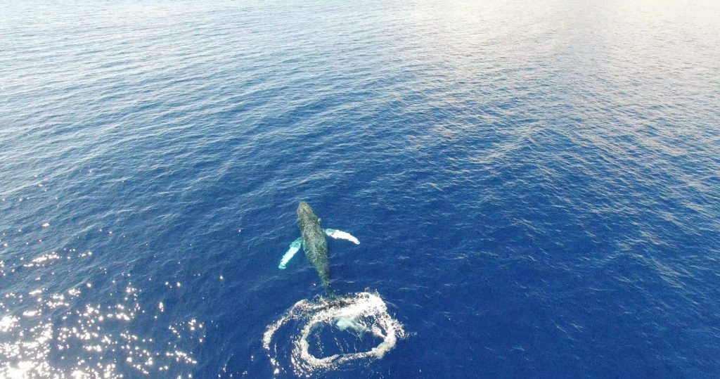 The first Whale has been spotted and a Lanai snorkeling tour is the best way to see one for yourself.