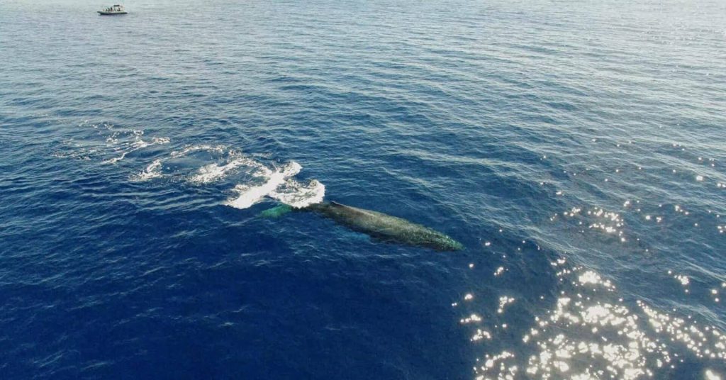 Maui Whale Watching or Snorkeling?