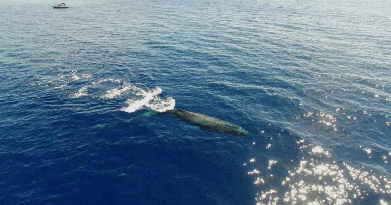Maui Whale Watching or Snorkeling?