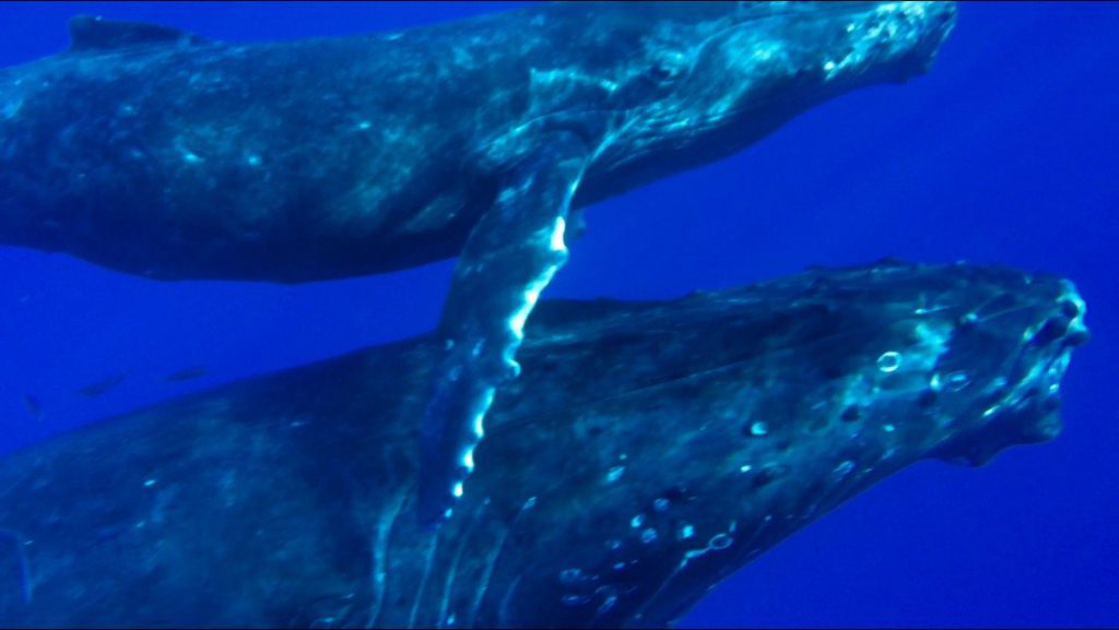 Maui Whale Watching in less than a Week!!!