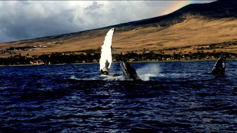 Maui Whale Watching Tours are in Full Swing!