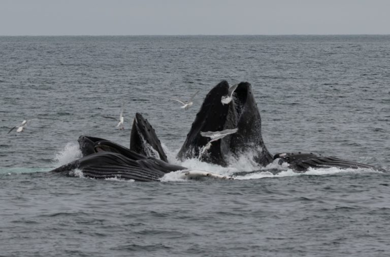 Humpback whales in their Pacific habitat