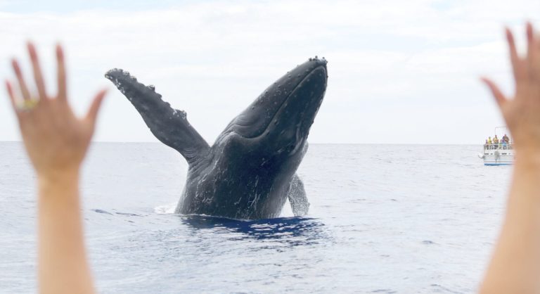 Up-Close Whale Watching Experience in Maui, Hawaii is a Must!