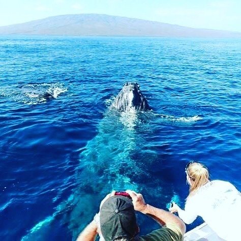 The Maui Whales are beginning to trickle in!