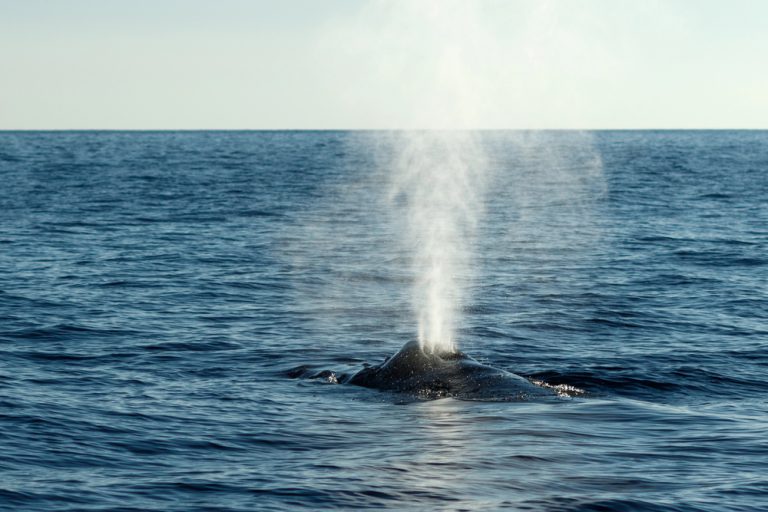 A Holiday Whale Watch!