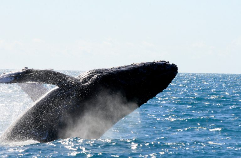 Up Close Whale Experience!