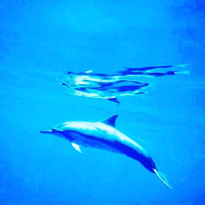 Why Maui Snorkeling and Dolphin watchingTours?
