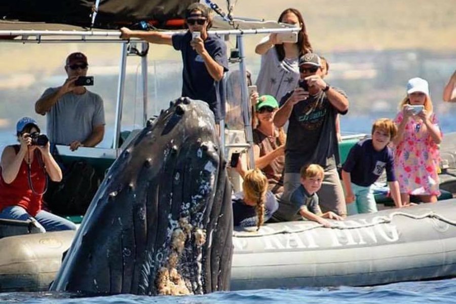 Small Group Whale Watching Perks