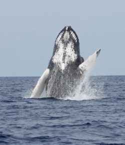 Up Close Whales
