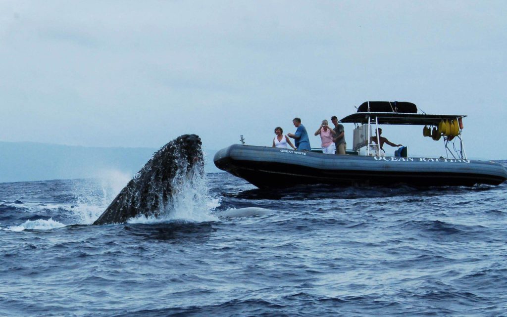 Whale Watching is Going Strong