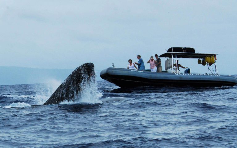 Whale Watching is Going Strong
