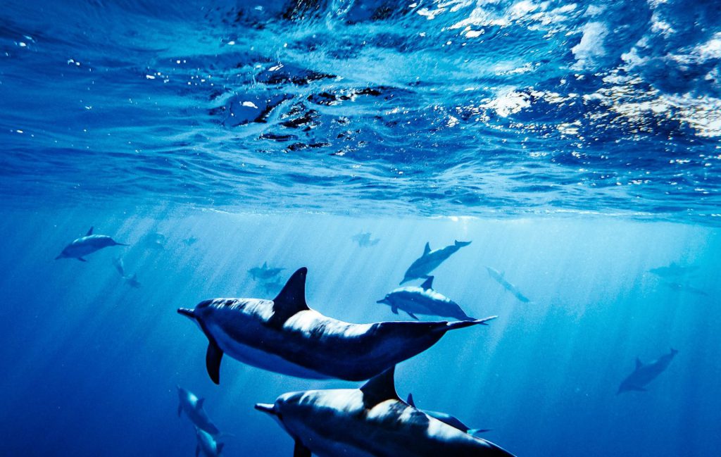 Small Group Lanai Snorkel Tour