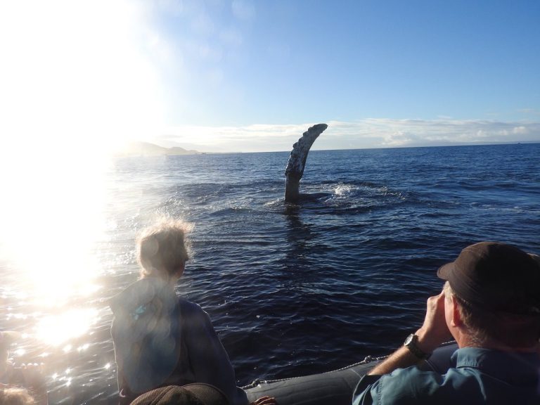 What To Wear Whale Watching in Hawaii: The Complete Guide