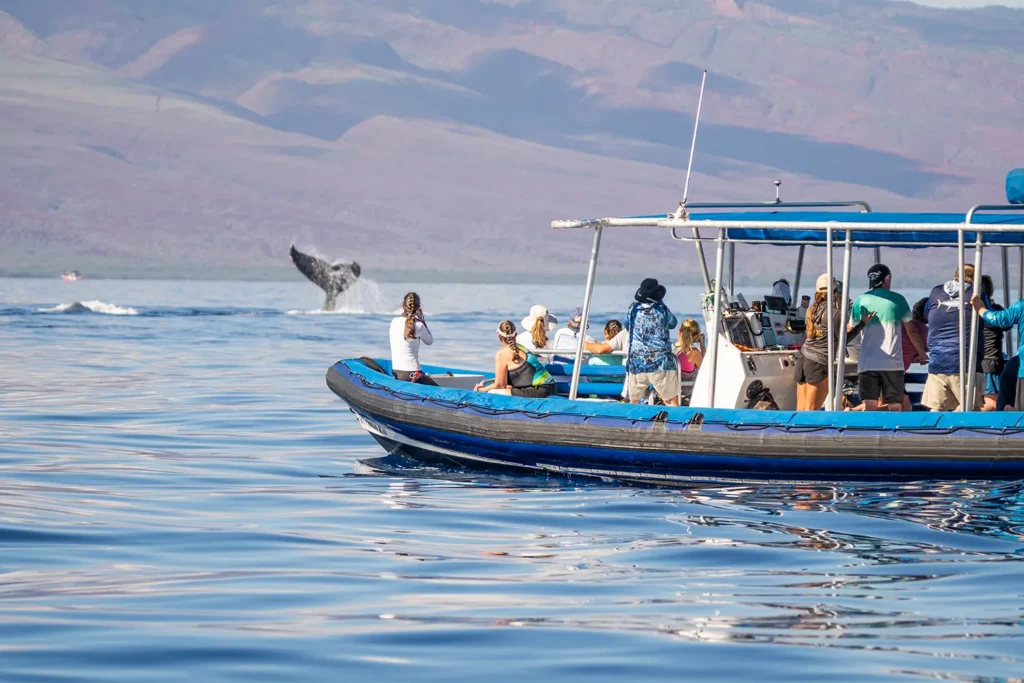 A whale watching tour during whale season in Hawaii