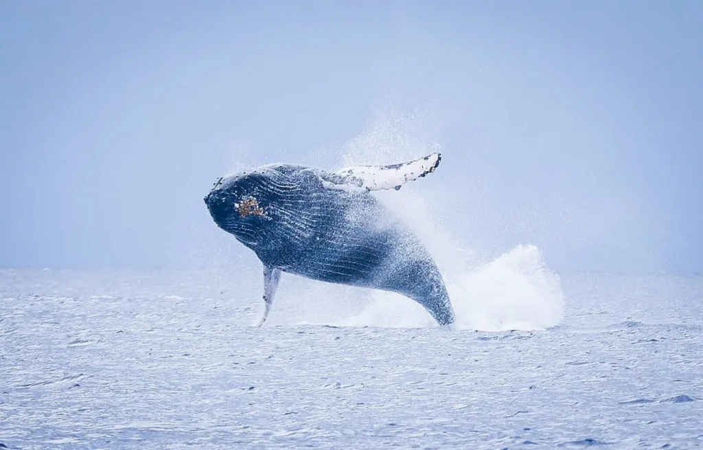 A breaching whale photographed from a boat in Hawaii