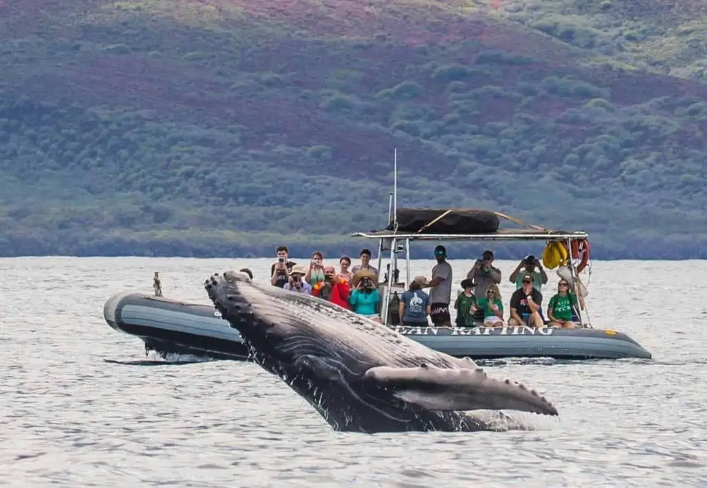 An eye-level humpback whale watching excursion during the best time for whale watching in Hawaii