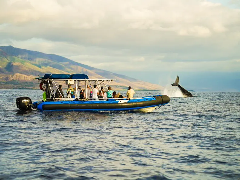 A rafting tour group whale watching during the best part of Hawaii whale season