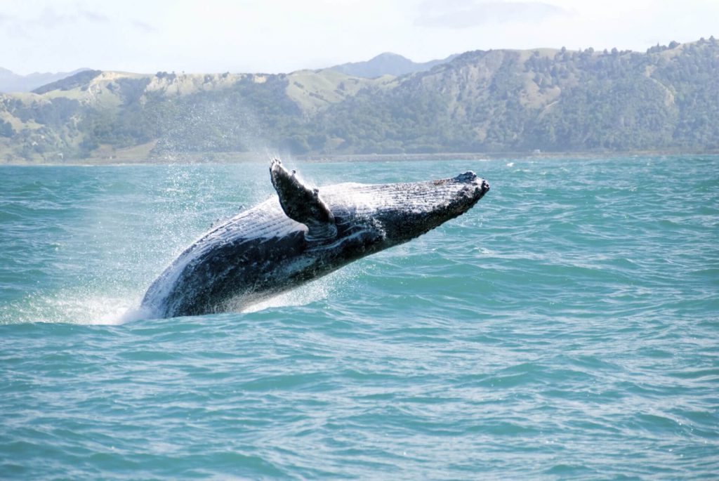 Best time to go whale watching in Hawaii