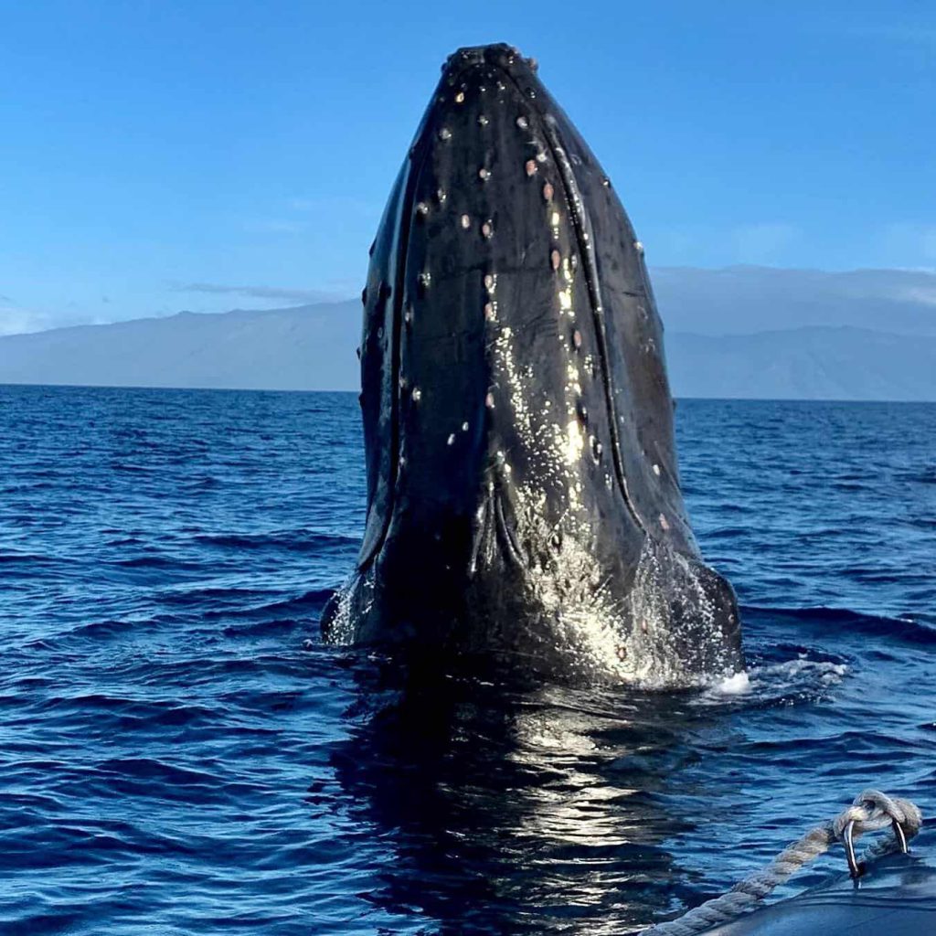 Reasons to Book Lahaina Whale Watching Tours