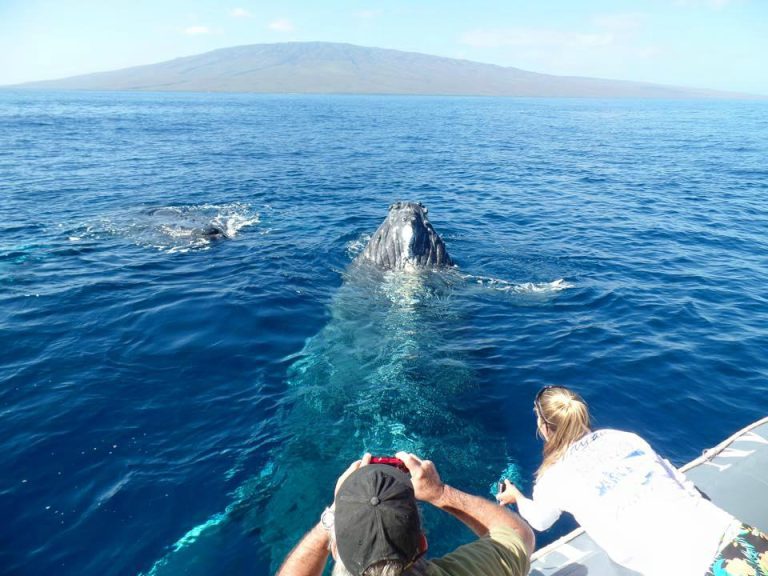 Top Tips to Enjoy Whale Watching on Maui