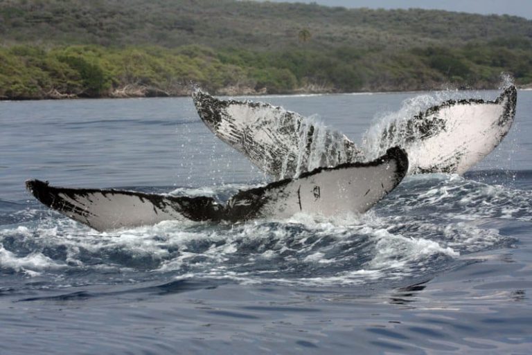 Discover the Amazing Marine Life on Maui!