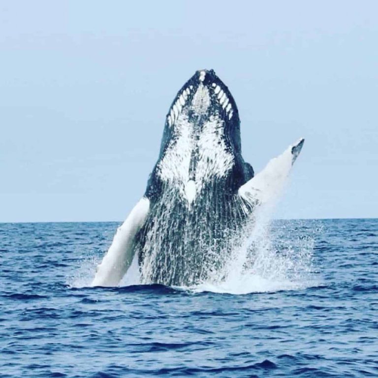 What is the Best Whale Watching Experience in Lahaina?