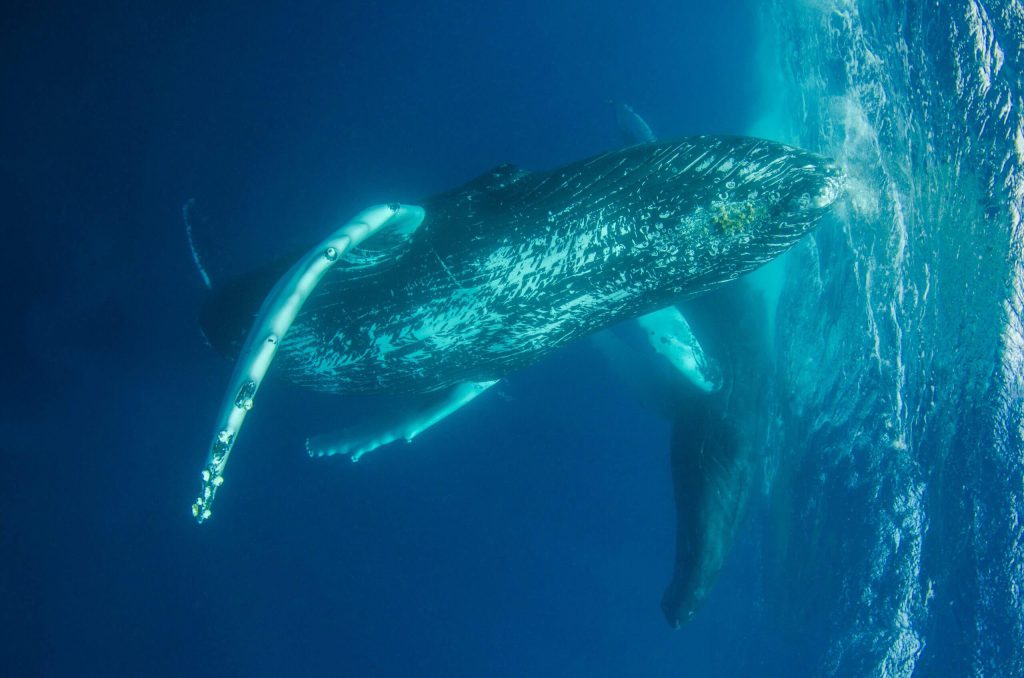 Can You Swim With Whales on Maui?